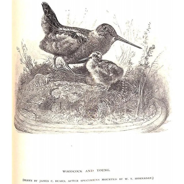 "Sport With Gun and Rod in American Woods and Waters" 1883 Mayer, Alfred M. For Sale - Image 4 of 13
