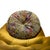 Cocoa Island Swivel Lounge Chairs in Yellow, Golden and Green Upholstery from Bretz, Set of 2 For Sale - Image 9 of 18