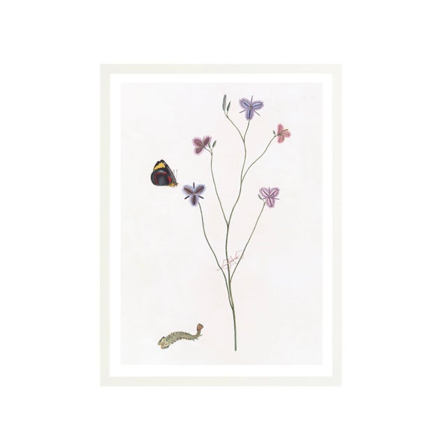 Illustration Celerie Kemble Curated Australian Botanical II (24x30) in White Frame For Sale - Image 3 of 4