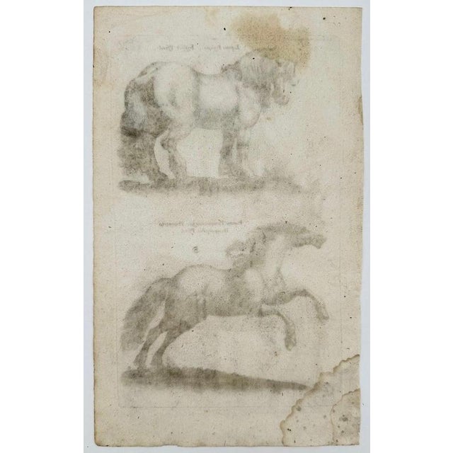 Jonstonus & Merian, Early Frisian and Hungarian Horse Engraving, 1650, Engraving For Sale - Image 10 of 12