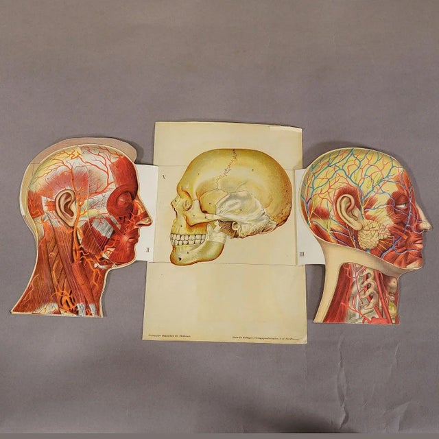 1900s Foldable Anatomical Brochure Depicting the Human Head For Sale - Image 4 of 8
