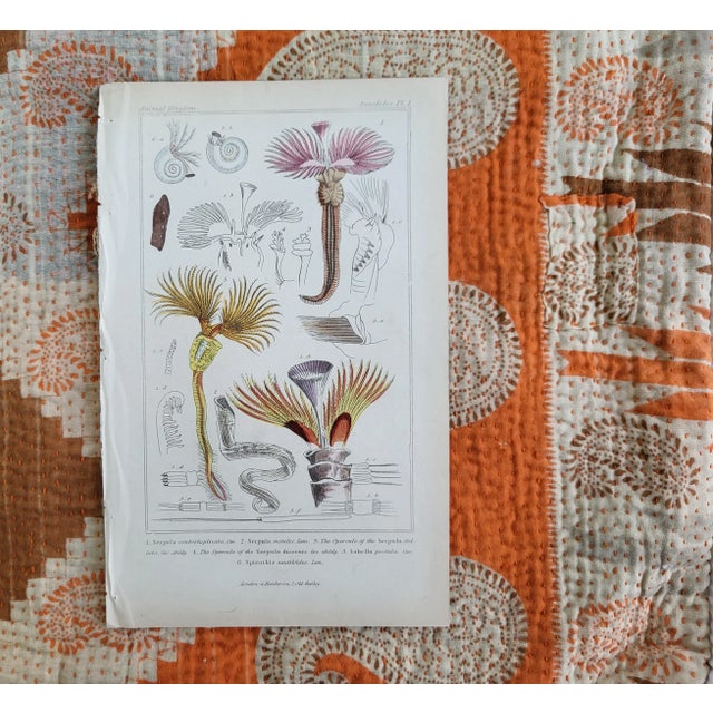 Antique Cuvier's Animal Kingdom Annelides Engraving For Sale - Image 4 of 5