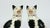 Staffordshire Pair of Staffordshire Pottery Seated Cats on Cushions For Sale - Image 4 of 12