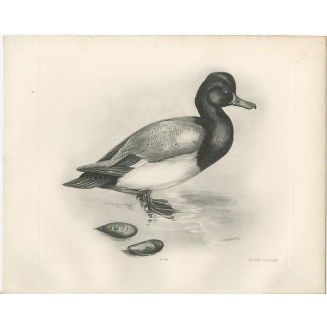 After Lilian Medland, Scaup and Mussels, 1909, Print For Sale - Image 3 of 9