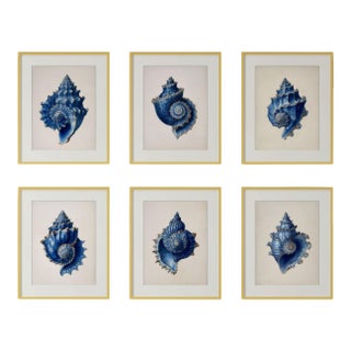 Set of 6 – Blue and White Conch Shells Collection | Coastal Natural History Fine Art Prints For Sale