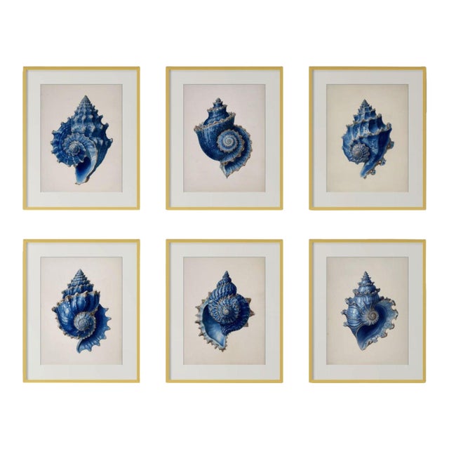 Set of 6 – Blue and White Conch Shells Collection | Coastal Natural History Fine Art Prints For Sale