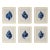 Set of 6 – Blue and White Conch Shells Collection | Coastal Natural History Fine Art Prints For Sale