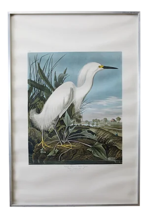 Audubon Snowy Heron or White Egret Plate #242 Framed