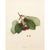 1900s U. P. Hedrick, Original Antique Photogravure of Carnation Cherries For Sale