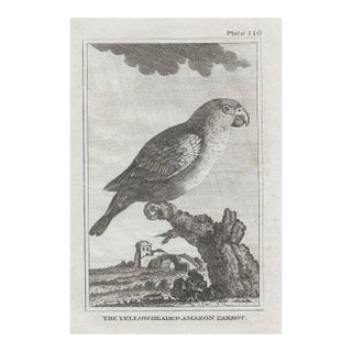 Antique Amazon Parrot 18th Cenutyr Engraving For Sale