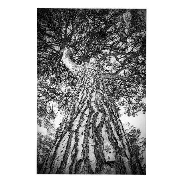 Paul Cooklin, Rome Italy 00266, Edition of 50 For Sale