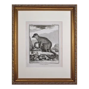 18th Century Original French Mongoose Engraving by Buffon 1789