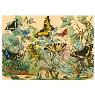 Antique 'Butterfly Garden' Archival Print For Sale