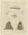 Bertuch, Termites and Termite Mound with Swollen Queen, 1805, Print For Sale - Image 3 of 12