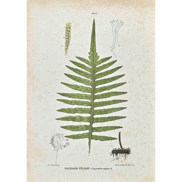 Vincenzo Tenore, The Ferns, Lithograph, 1870s For Sale
