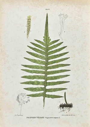 Vincenzo Tenore, The Ferns, Lithograph, 1870s