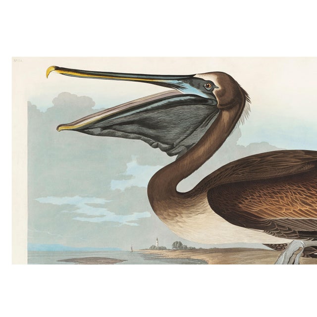 Paper Brown Pelican, Vintage Art Print Reproduction From Birds of America by John James Audubon, 60" X 40" For Sale - Image 7 of 10