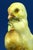 20th Century Ceramic Sculpture Pair of Chicks from Fontanini, Italy, 1920s For Sale - Image 13 of 18
