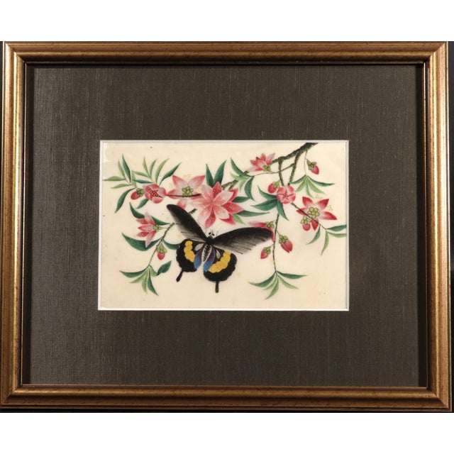 Paper China Trade Pith Paper Paintings of Fruit and Butterflies, a Set of Six For Sale - Image 7 of 14