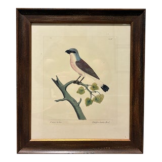 Vintage Eleazar Albin Lesser Butcher Bird Natural History Print in Dark Wood Frame For Sale