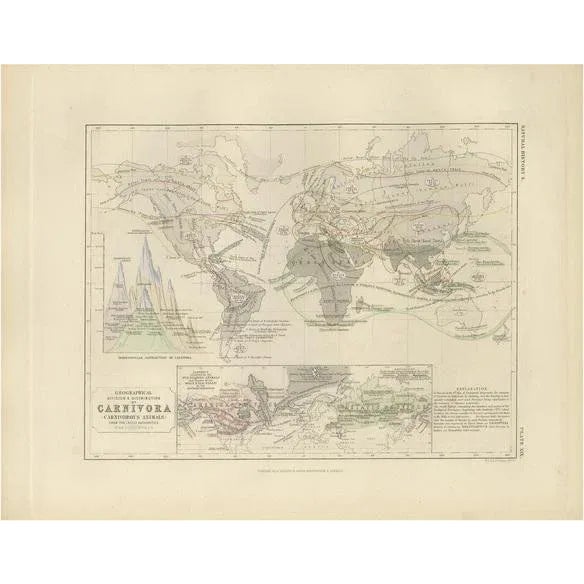 Mid 19th Century Antique Map of the Division and Distribution of Carnivora by Johnston, 1850 For Sale - Image 5 of 5