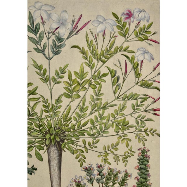Flowering Jasmine and Laurel Plants: A Besler Hand-Colored Botanical Engraving, 1713 For Sale In San Francisco - Image 6 of 8