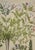 Flowering Jasmine and Laurel Plants: A Besler Hand-Colored Botanical Engraving, 1713 For Sale In San Francisco - Image 6 of 8