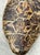 Vintage Italian Scagliola Artisan Pigmented Plaster Turtle Shell For Sale - Image 12 of 14