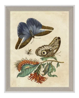 Merian Butterfly 3, Framed Artwork