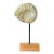 Mantelliceras Ammonite Fossil on Wooden Display Stand For Sale