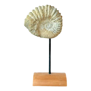 Mantelliceras Ammonite Fossil on Wooden Display Stand