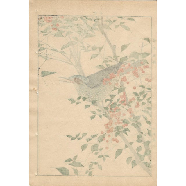 Imao Keinen, Brown-Eared Bulbul, 1892, Print For Sale - Image 10 of 13