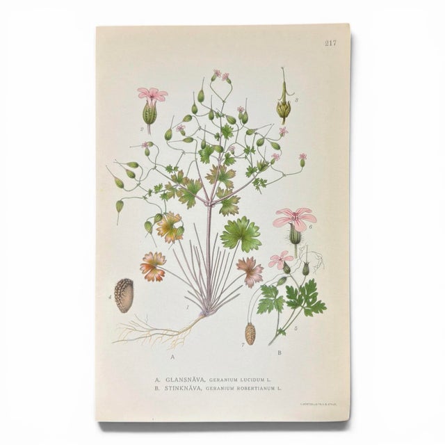 Set of 8 Antique Botanical Prints | Pink & Green Wildflower Studies For Sale In Columbus - Image 6 of 10