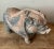 This charming vintage terracotta pig sculpture embodies a whimsical folk art aesthetic, perfect for adding character to...