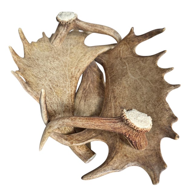 Swiss Black Forest Fallow Deer and Stag Antler Bowl For Sale In Chicago - Image 6 of 12