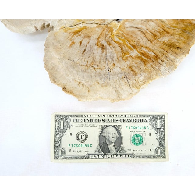 Petrified Wood Round Shape Tan & Amber Oval Bowl Dish Large Plate Ashtray For Sale - Image 6 of 8