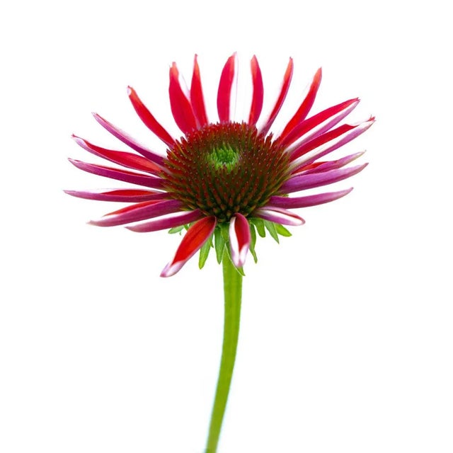 Botanical Photograph printed on Fine Art Paper