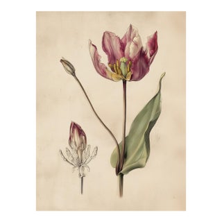 6" X 8" Peacock Tulip - Antique Botanical Study - Fine Art Print For Sale