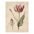 6" X 8" Peacock Tulip - Antique Botanical Study - Fine Art Print For Sale