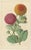 The following six chromolithographs are botanical prints from a collection illustrated by Louis Benoît Van Houtte. Louis...