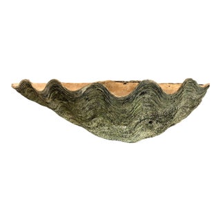 Giant Natural Fossilized Clam Shell For Sale