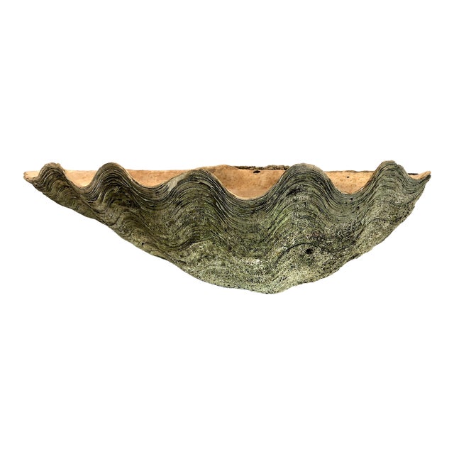 Giant Natural Fossilized Clam Shell For Sale