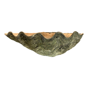 Giant Natural Fossilized Clam Shell