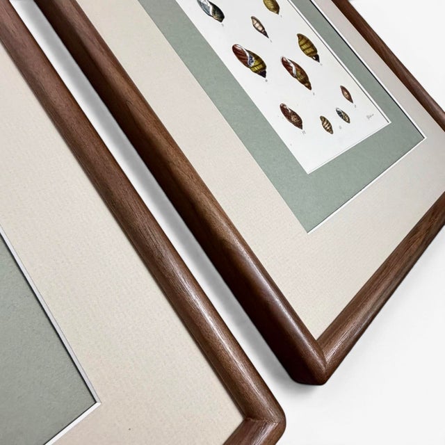 Set of 3 Early 19th-Century Hand-Colored Sowerby Shell Studies in Walnut Frames For Sale In Columbus - Image 6 of 10