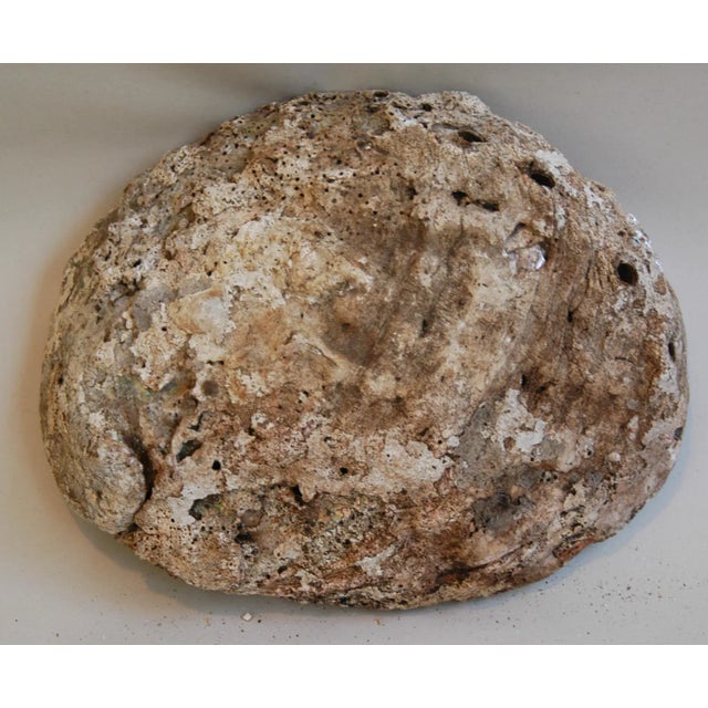 Vintage Natural Iridescent Abalone Seashells - Set of Two For Sale In Los Angeles - Image 6 of 8