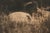 An original photogravure from Edward S. Curtis's The North American Indian. Cañon Hogán shows a Navajo hogan, a domed,...