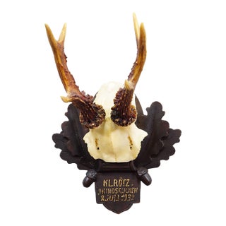 Antique Black Forest Red Deer Trophy on Carved Plaque - Germany 1932 For Sale