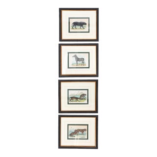 Zoological Etchings by William Panormo - A Set of 4 For Sale