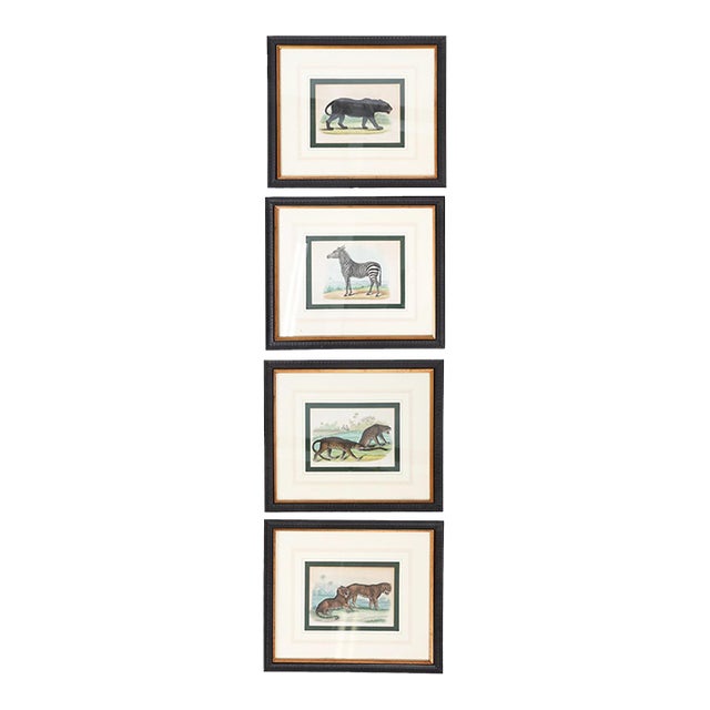 Zoological Etchings by William Panormo - A Set of 4 For Sale