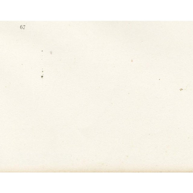 V. Rose, Alfort Veterinary School, 1873, Paper For Sale - Image 9 of 12